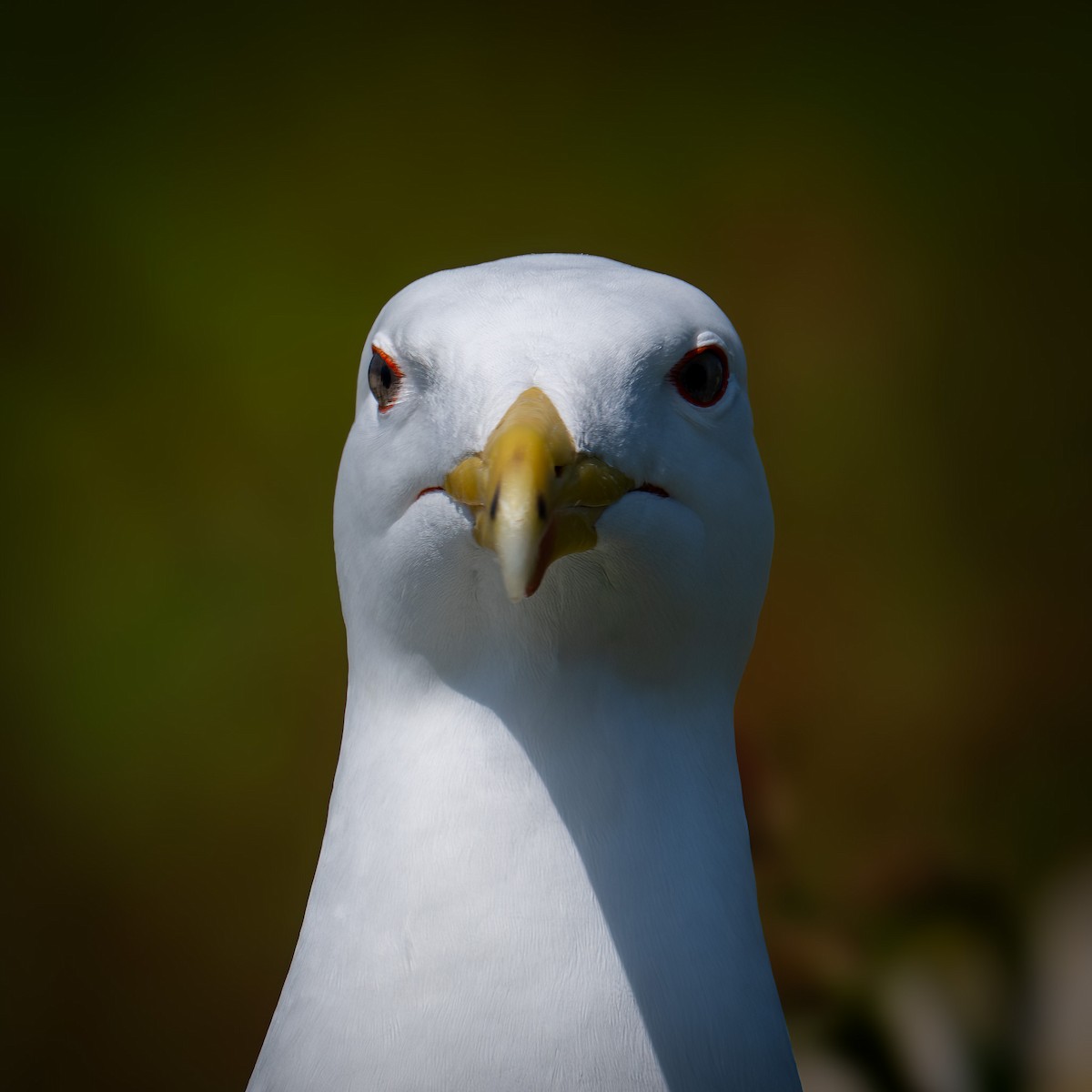 Great Black-backed Gull - Ronan Toomey