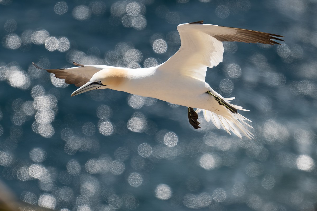 Northern Gannet - Ronan Toomey