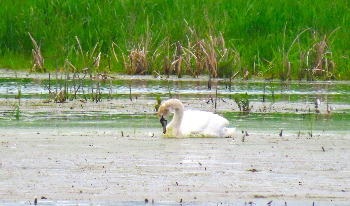 Trumpeter Swan - Bonnie McKenzie