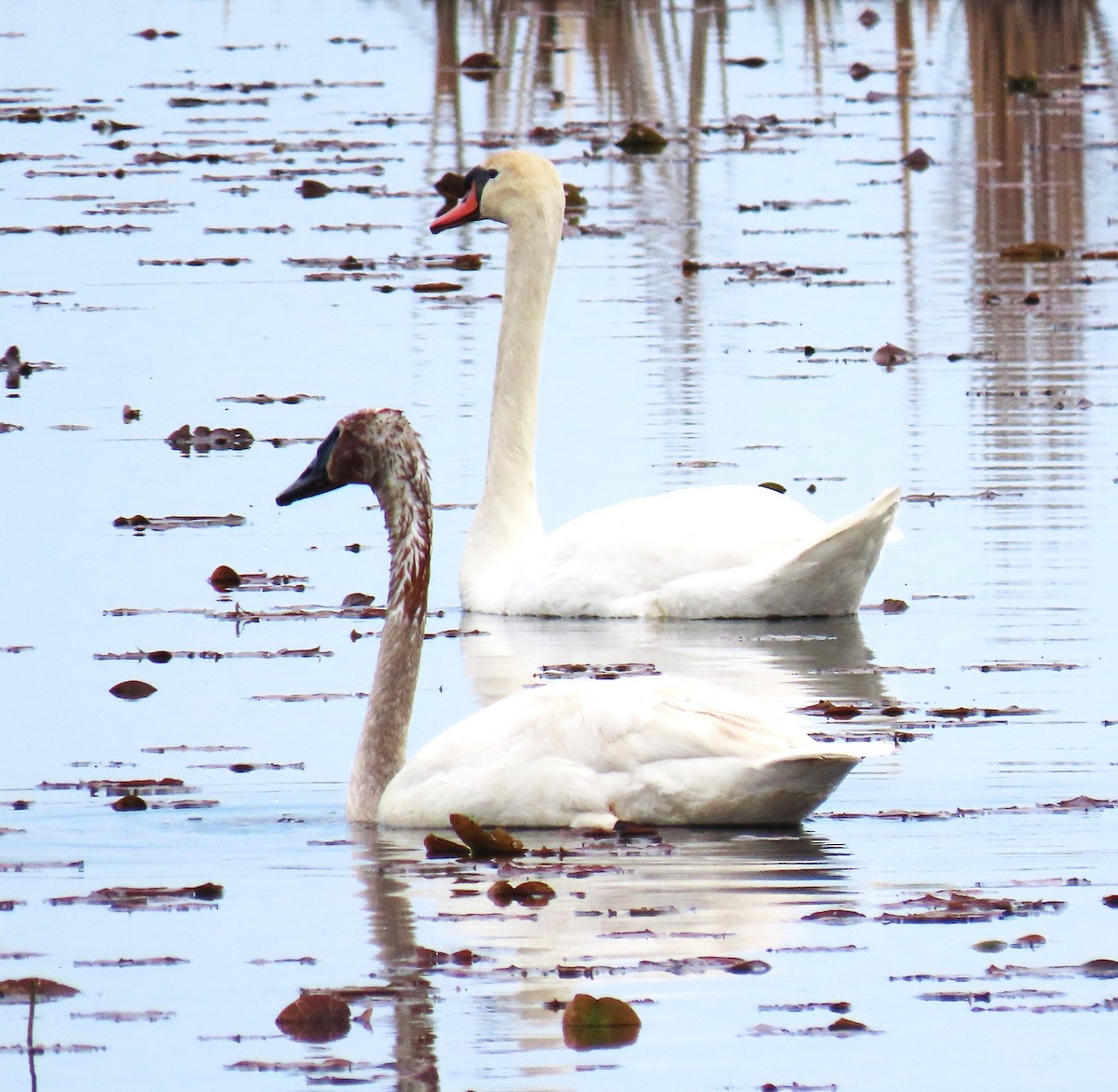 Trumpeter Swan - Bonnie McKenzie