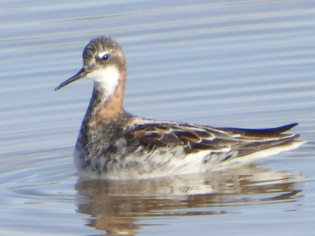 Red-necked Phalarope - Andrea Serrano