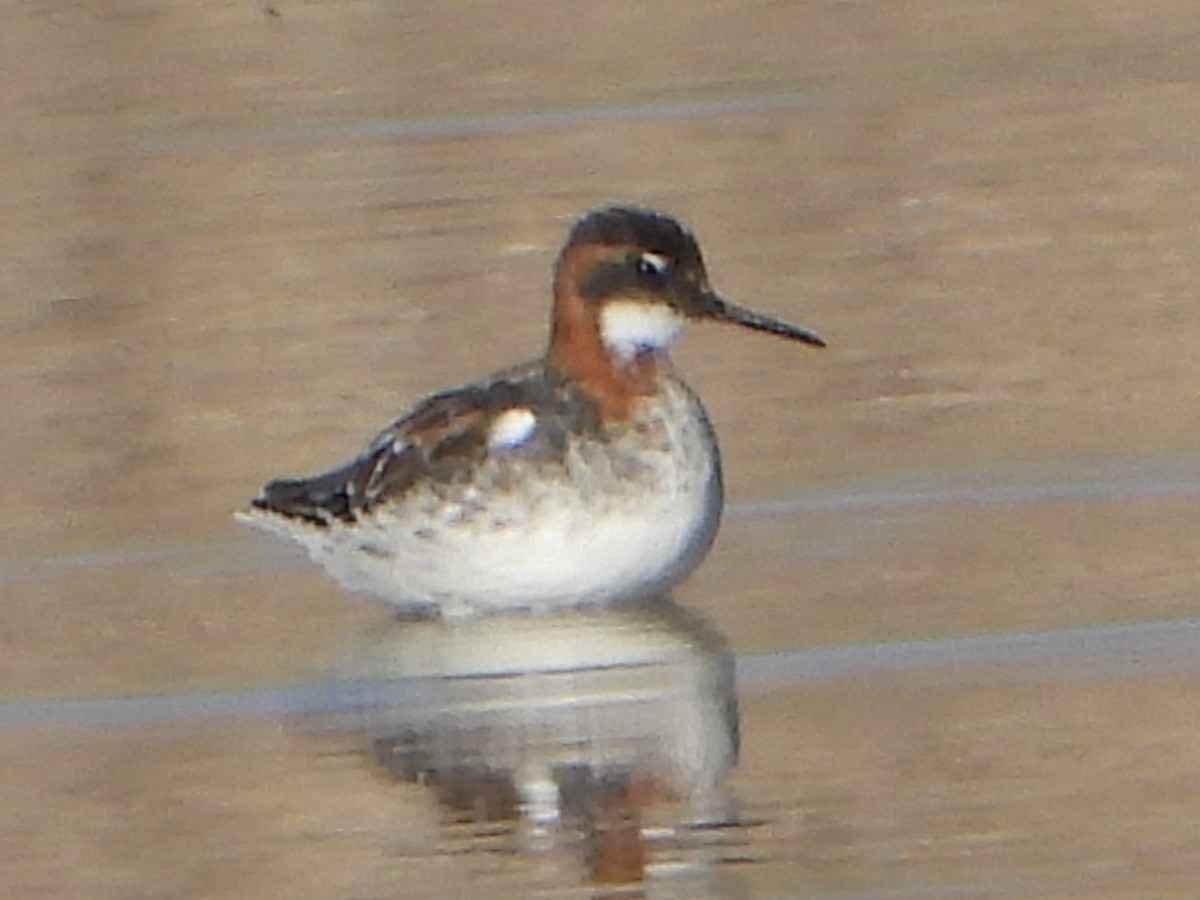 Red-necked Phalarope - Andrea Serrano