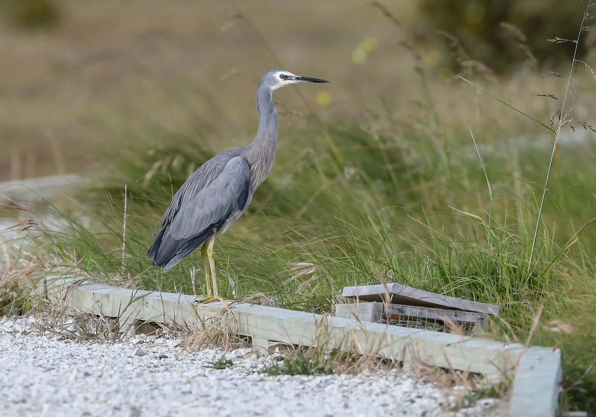 White-faced Heron - Mike Edgecombe