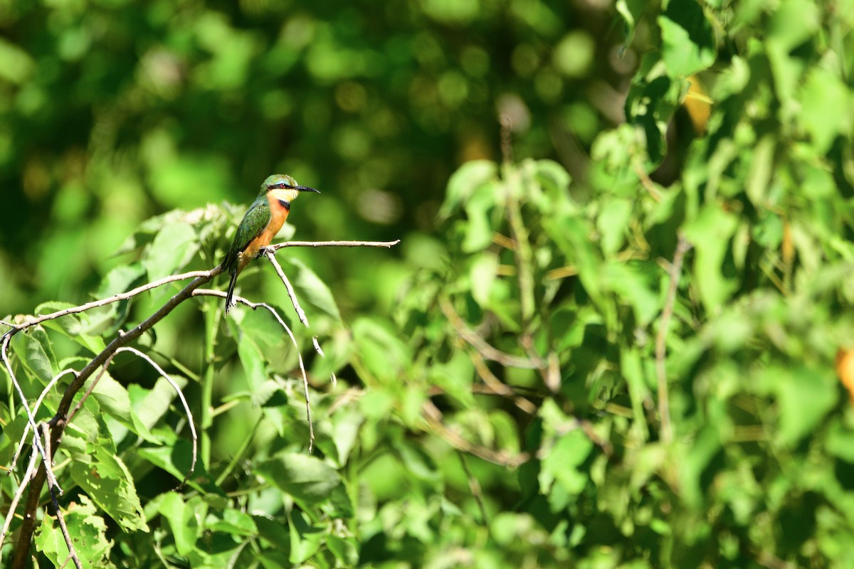 Little Bee-eater - ML619484123
