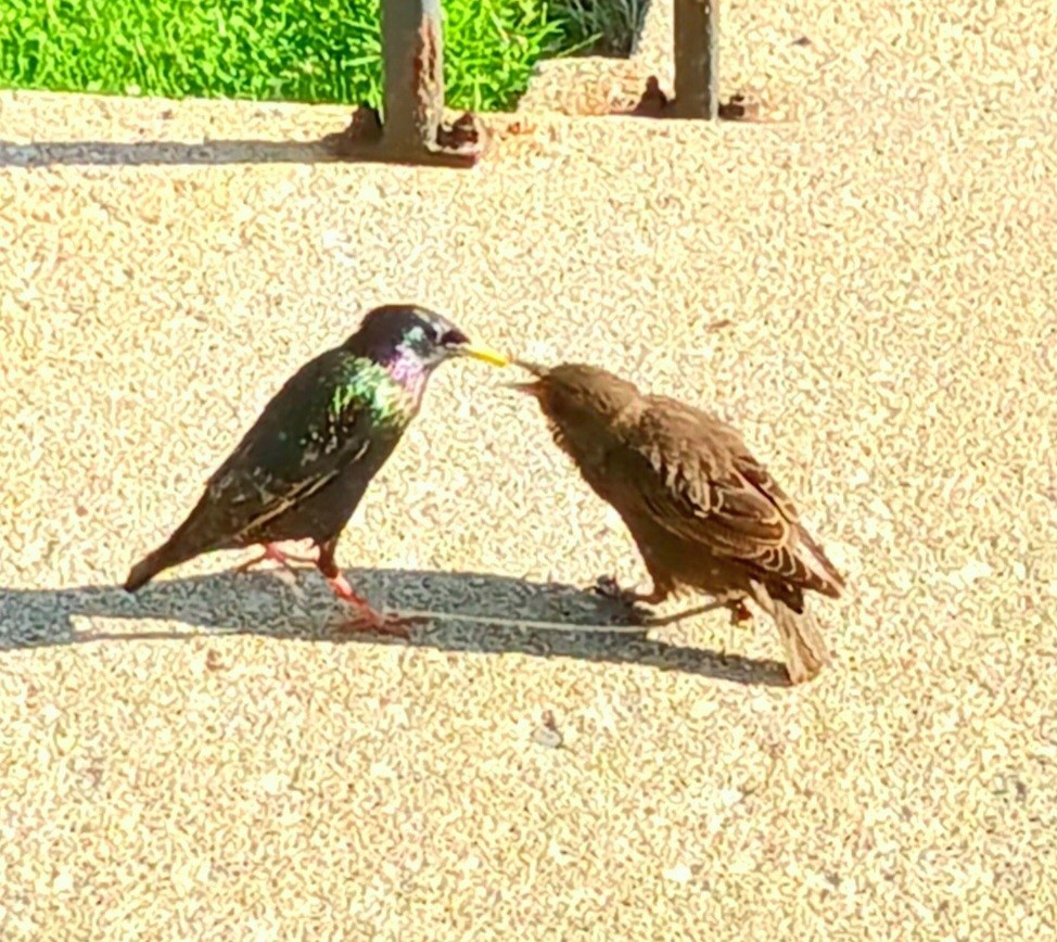 European Starling - Lois McDonald