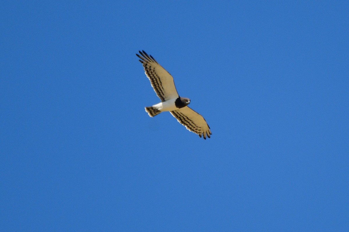 Black-chested Snake-Eagle - Cole Penning