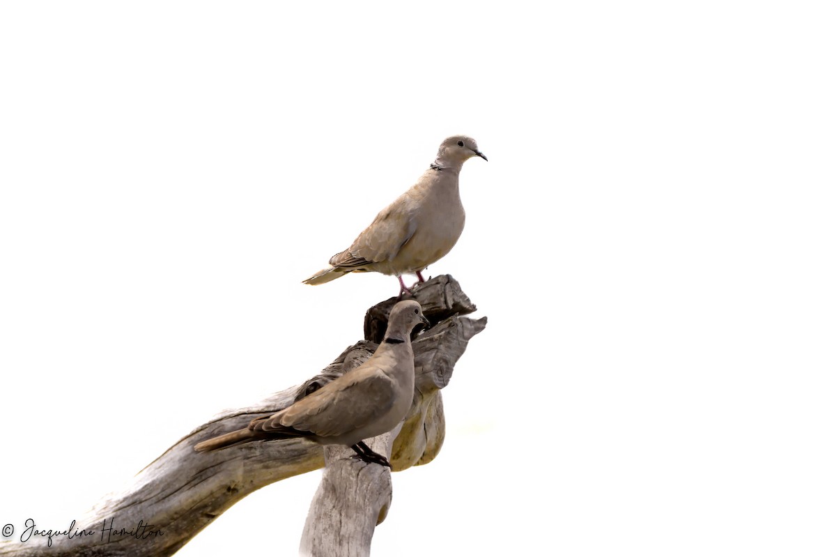 Eurasian Collared-Dove - Jacqueline Hamilton