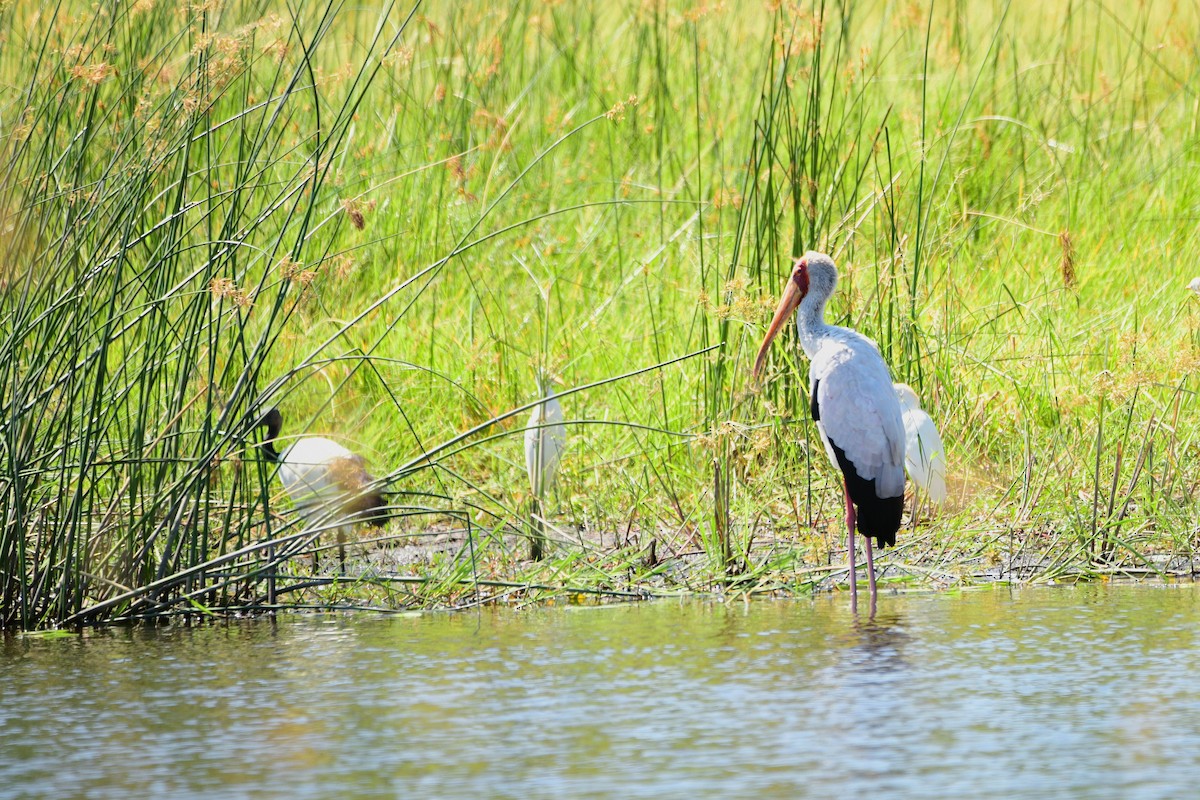 Yellow-billed Stork - Cole Penning