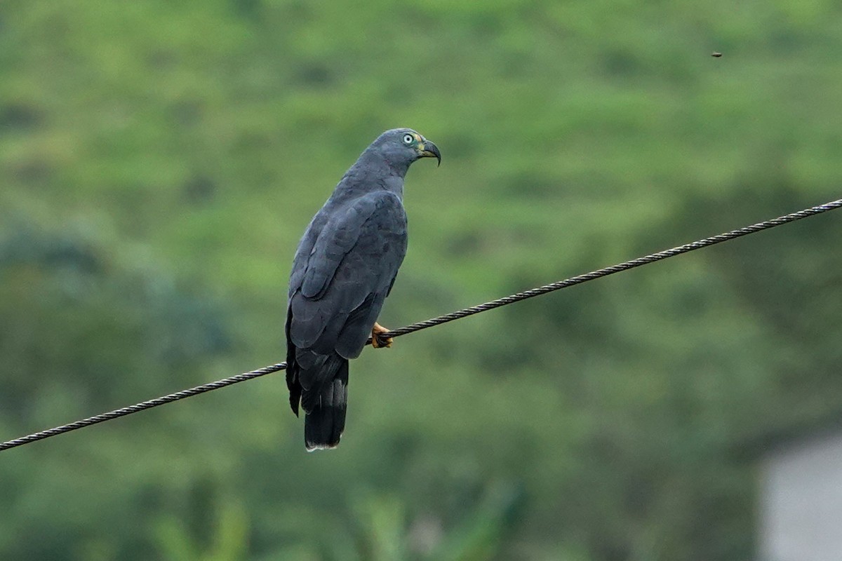 Hook-billed Kite - Celesta von Chamier