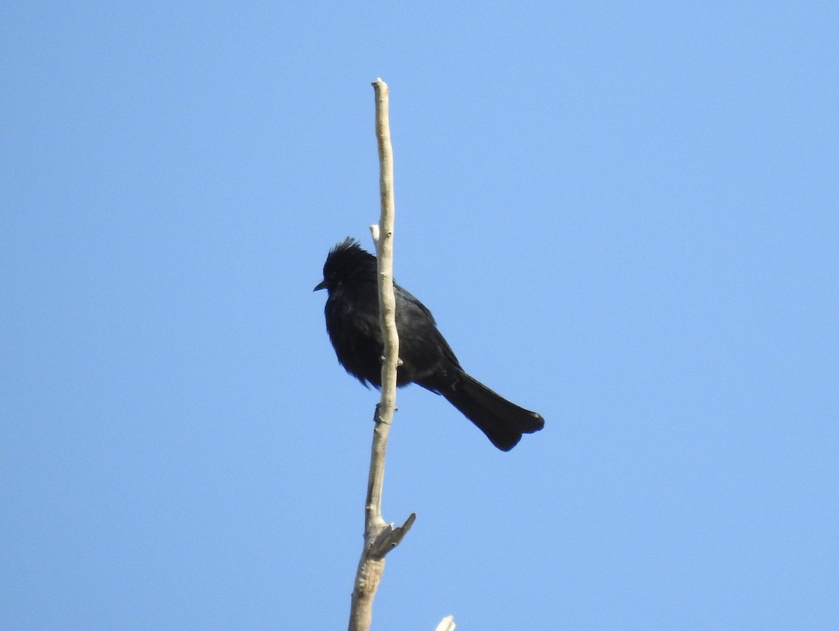 Phainopepla - Chris Dean