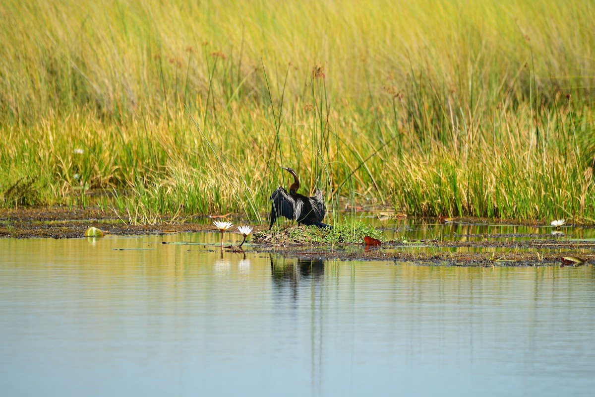 African Darter - ML619484148