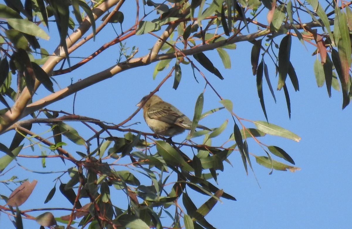 Lazuli Bunting - ML619484153