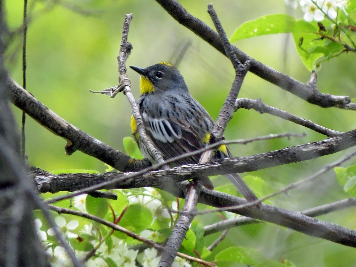 Yellow-rumped Warbler (Myrtle x Audubon's) - ML619484165