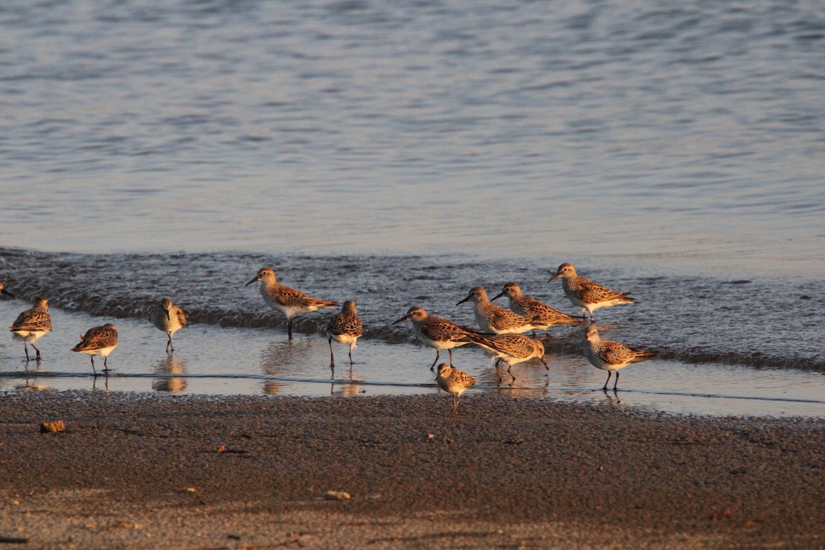 Baird's Sandpiper - Fritz (Boch) Hoeflein