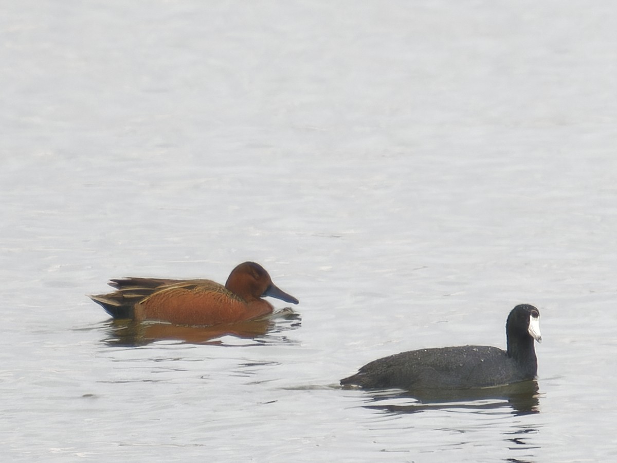 Cinnamon Teal - Edith Holden