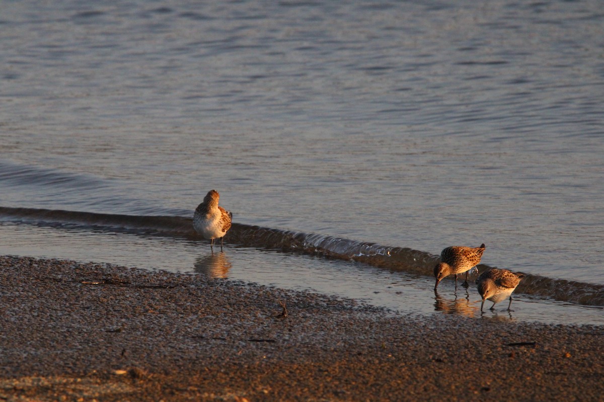 Weißbürzel-Strandläufer - ML619484173