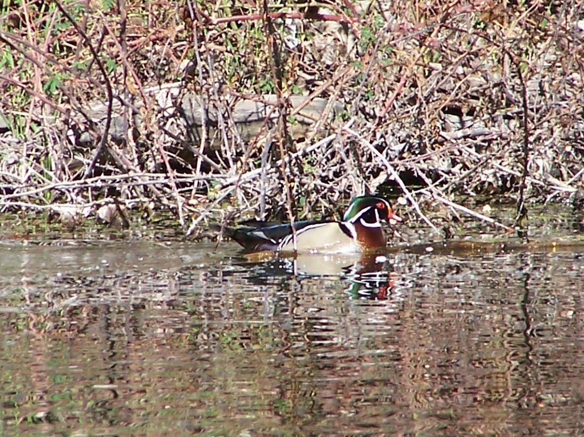 Wood Duck - Jonathan Saluone, Junior