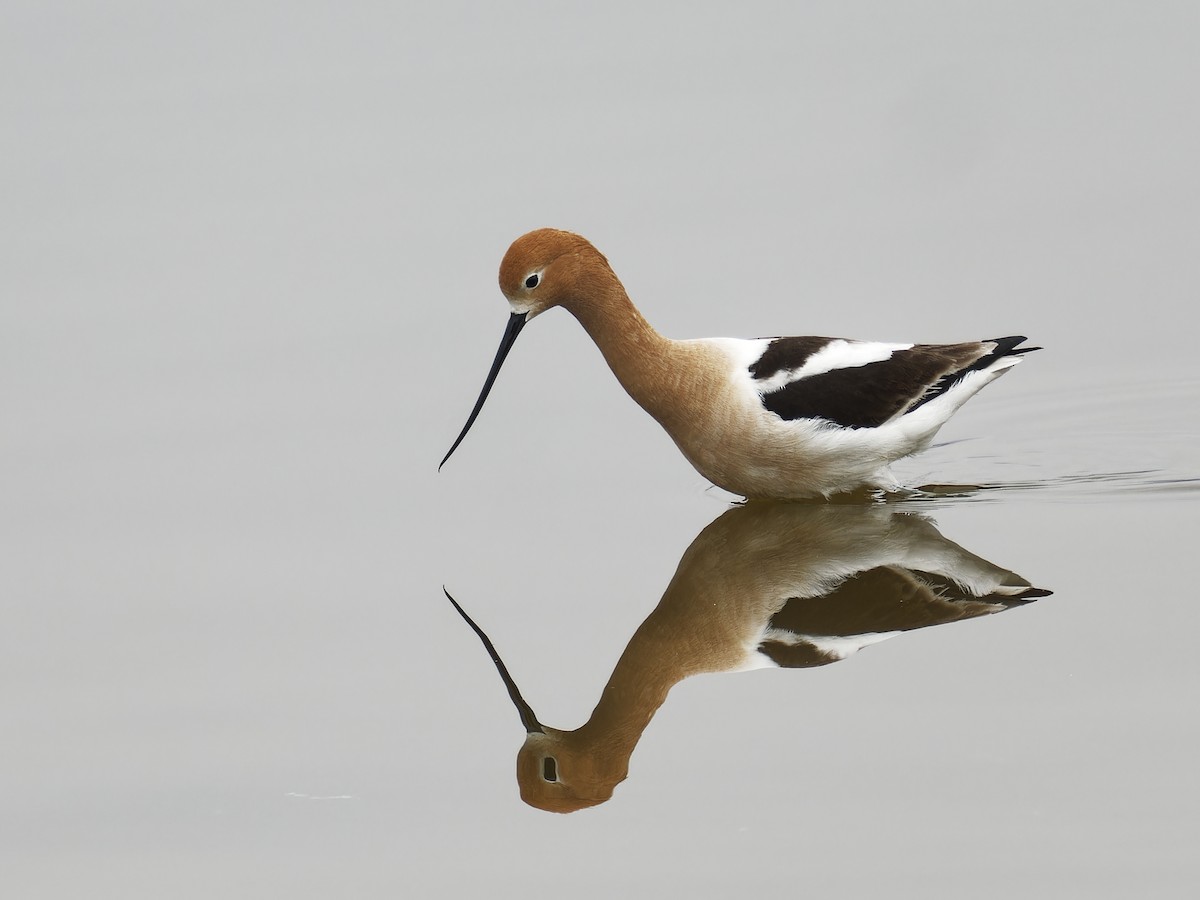 American Avocet - Edith Holden