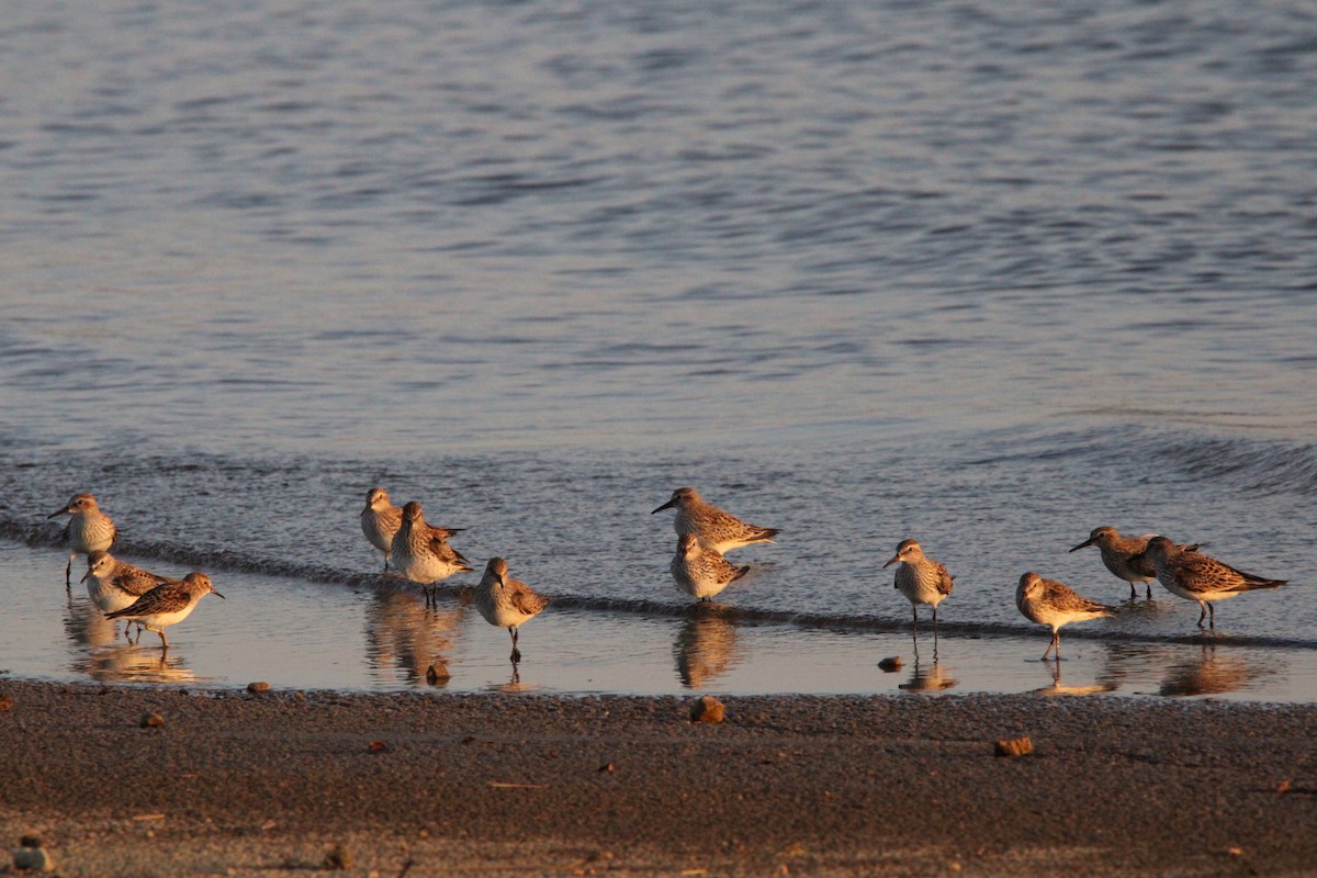 Least Sandpiper - Fritz (Boch) Hoeflein