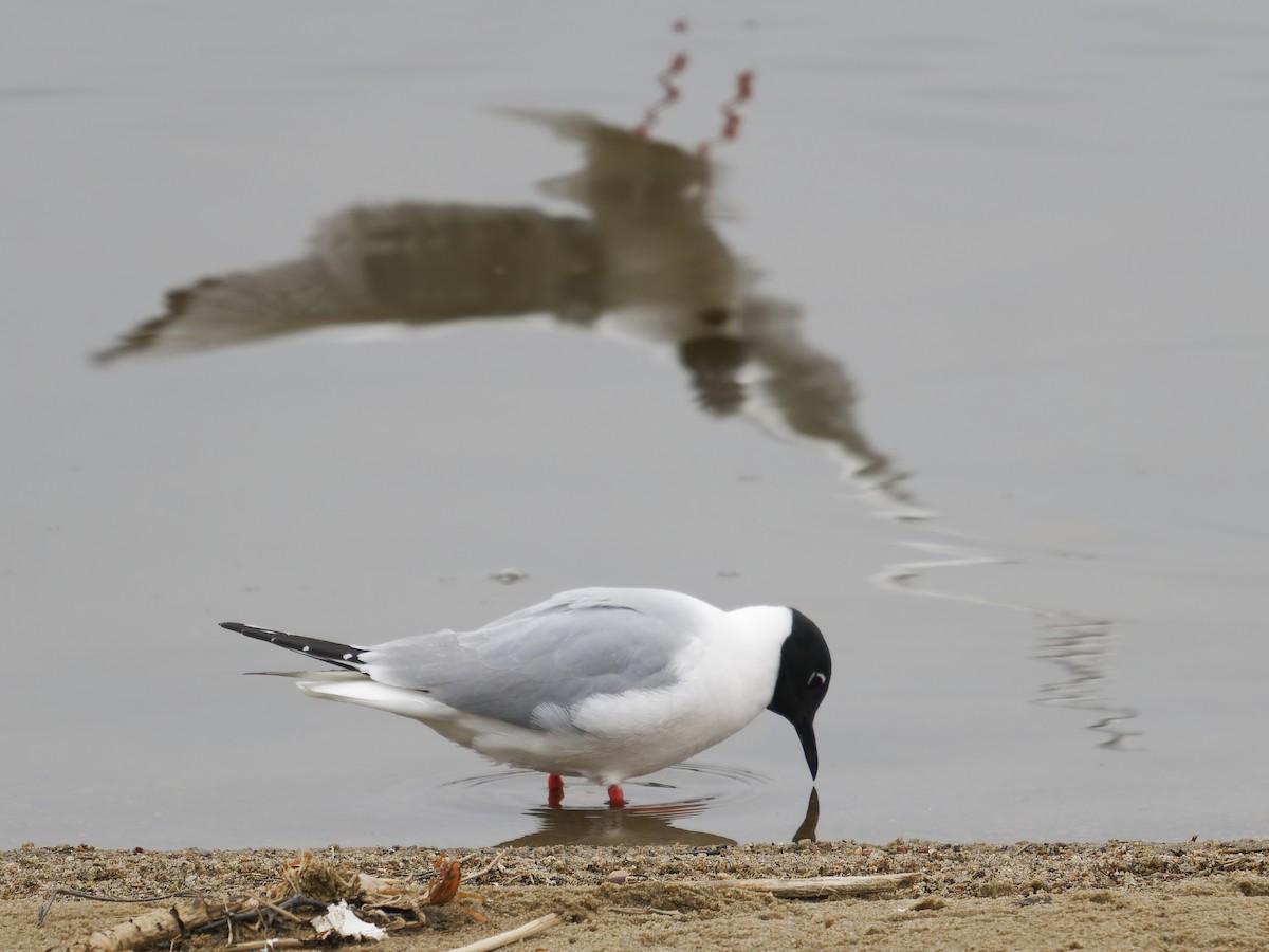 Bonaparte's Gull - ML619484184