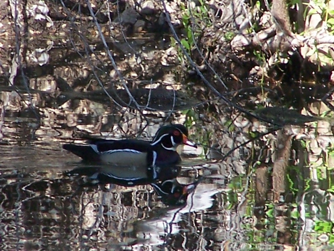 Wood Duck - Jonathan Saluone, Junior