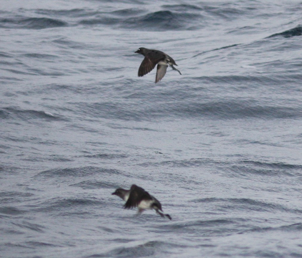 Cassin's Auklet - David Vander Pluym