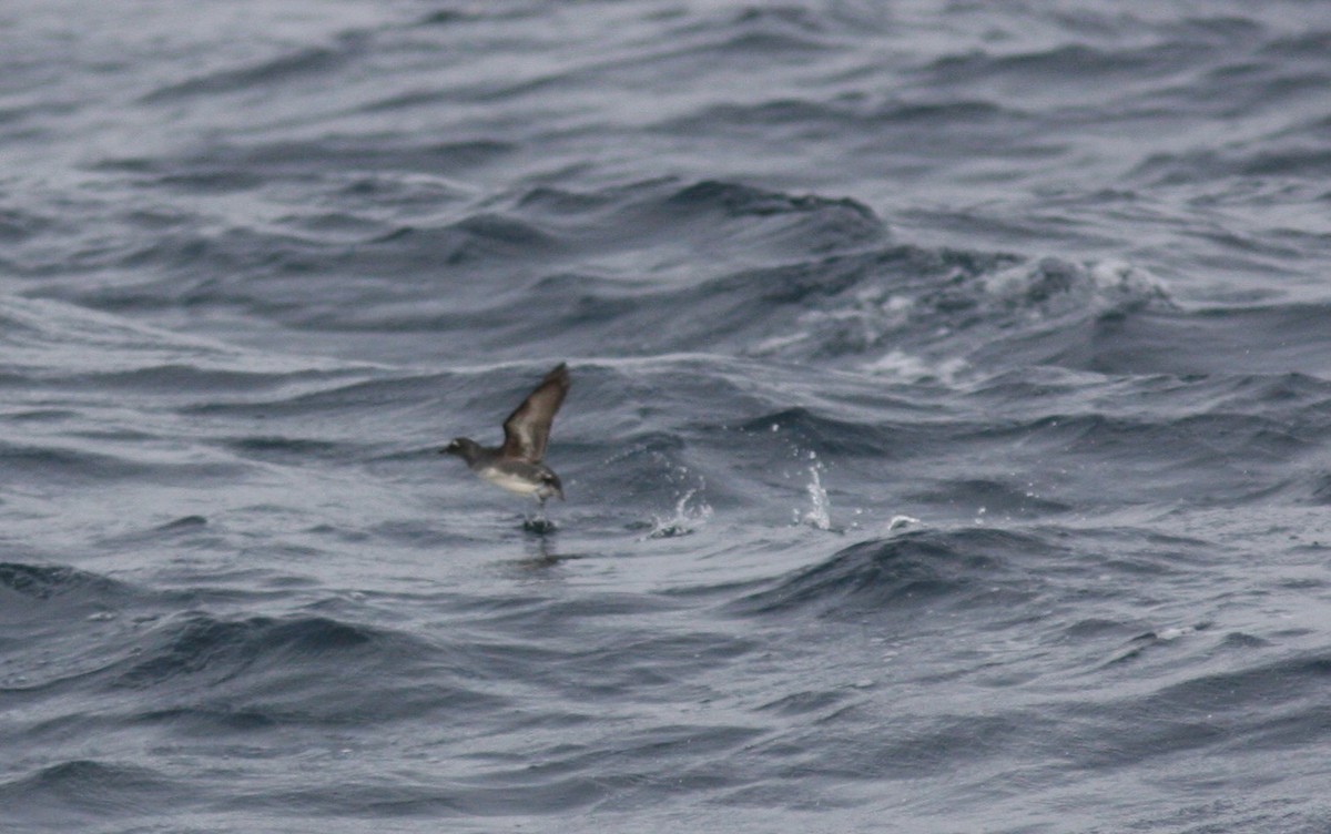 Cassin's Auklet - David Vander Pluym