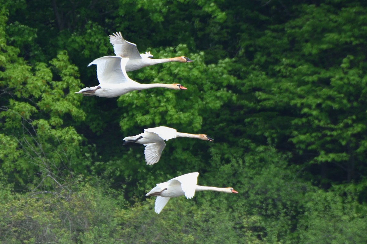 Trumpeter Swan - Richard Guillet