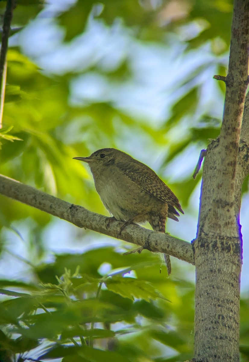 House Wren - Andrew McFadden