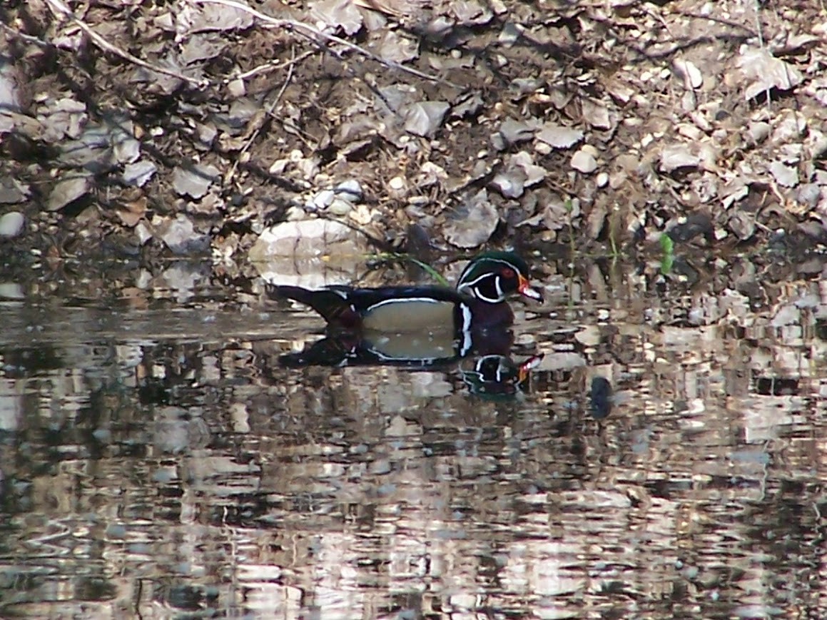 Wood Duck - Jonathan Saluone, Junior