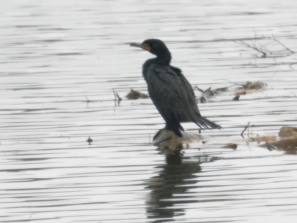 Double-crested Cormorant - Edith Holden