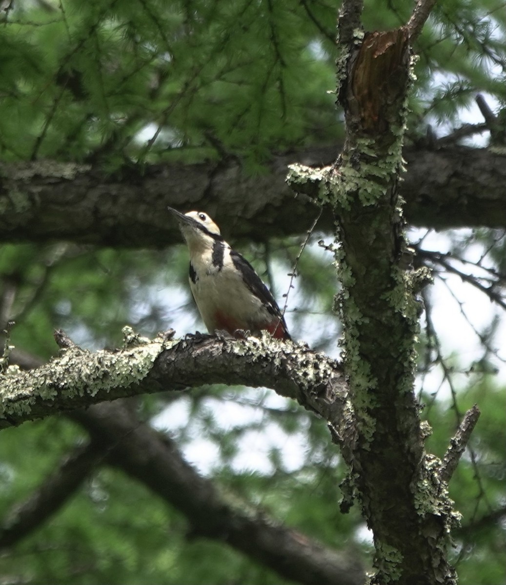 Great Spotted Woodpecker (japonicus) - Martin Kennewell