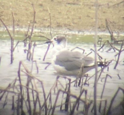 Franklin's Gull - Emily Hjalmarson