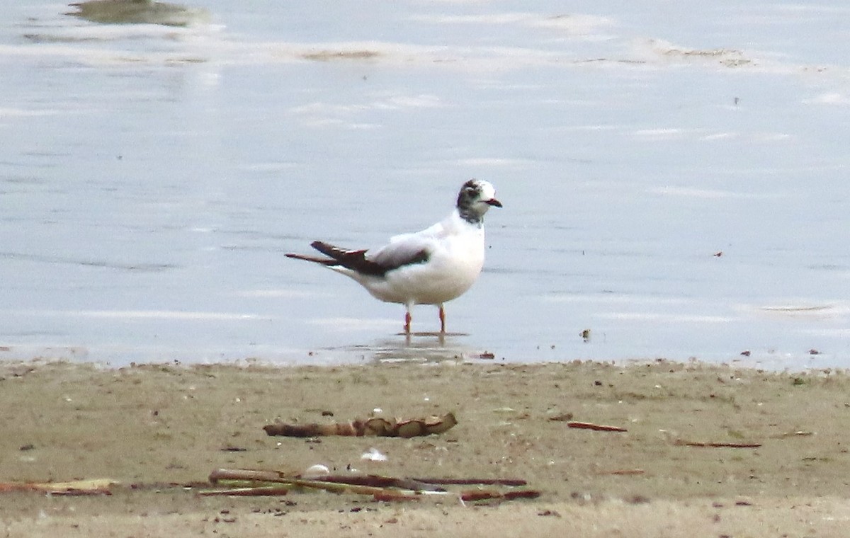 Little Gull - Bonnie McKenzie