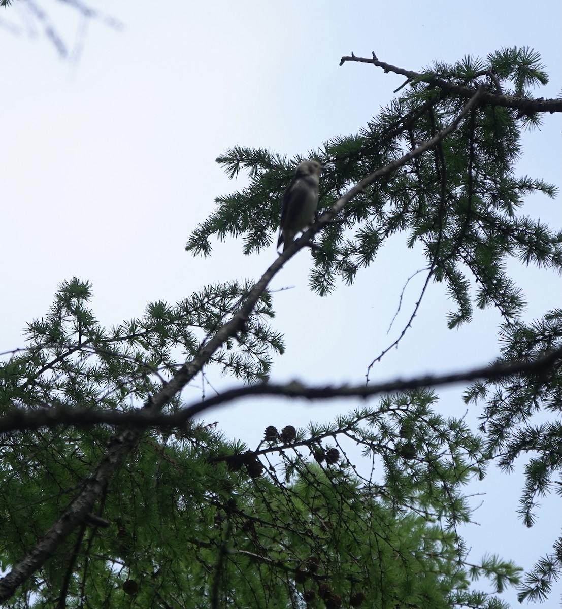 Chestnut-cheeked Starling - ML619484235