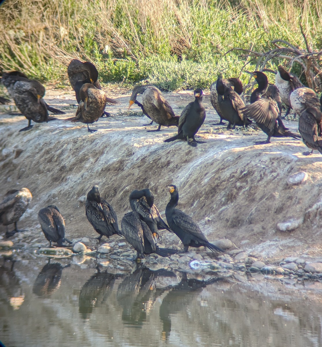 Double-crested Cormorant - Andrew McFadden