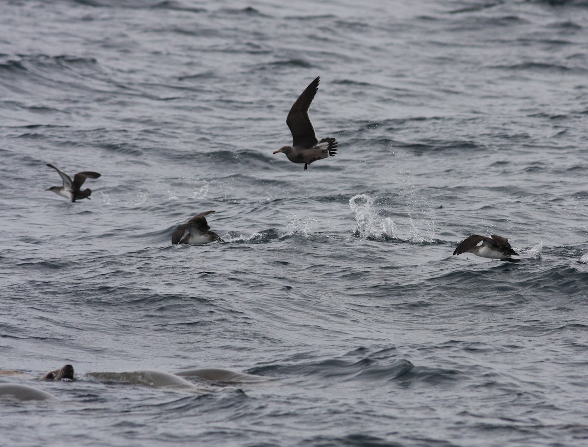 Heermann's Gull - David Vander Pluym