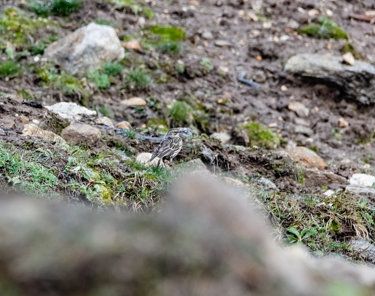 Rosy Pipit - Arun Raghuraman