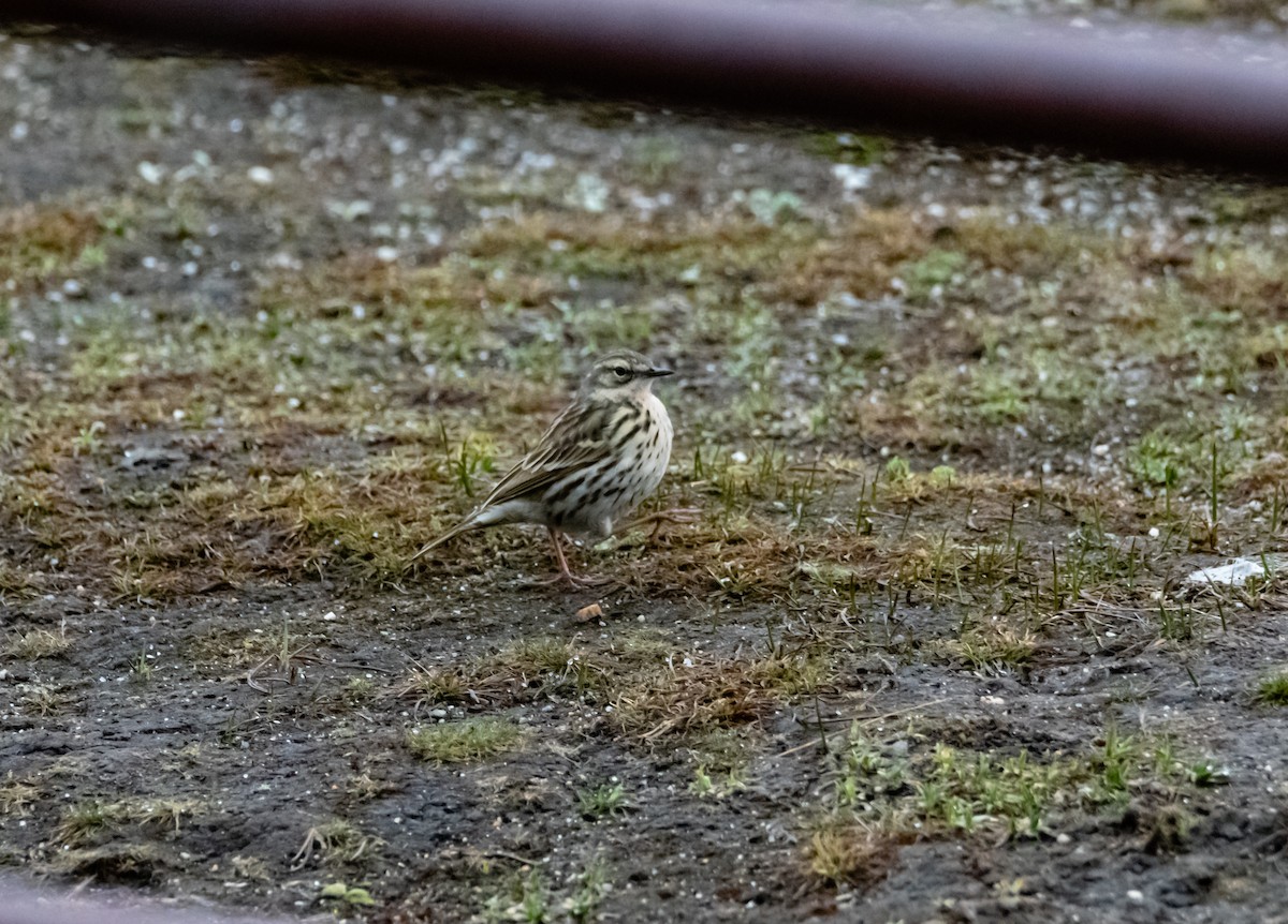 Rosy Pipit - Arun Raghuraman