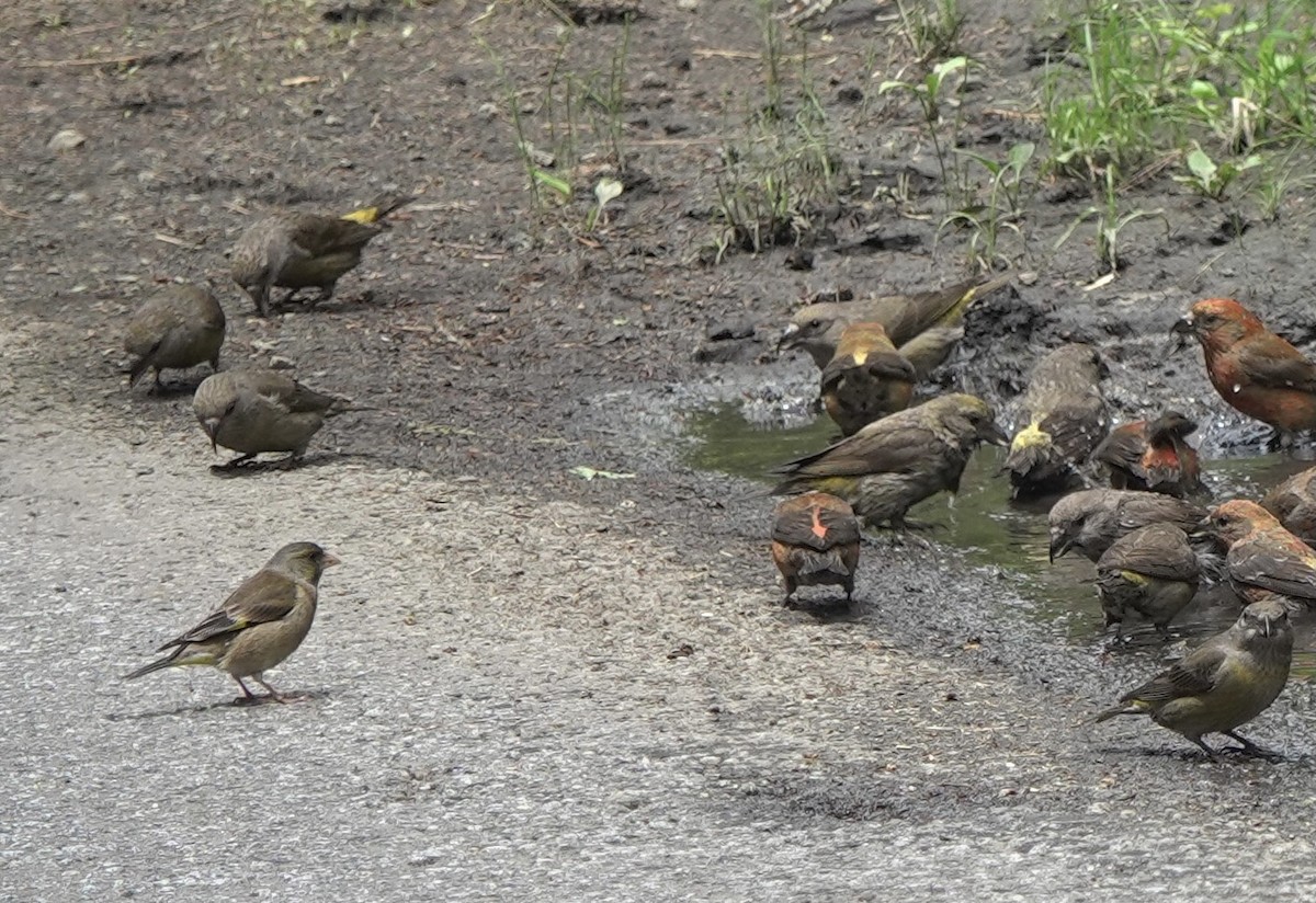 Oriental Greenfinch (Oriental) - Martin Kennewell