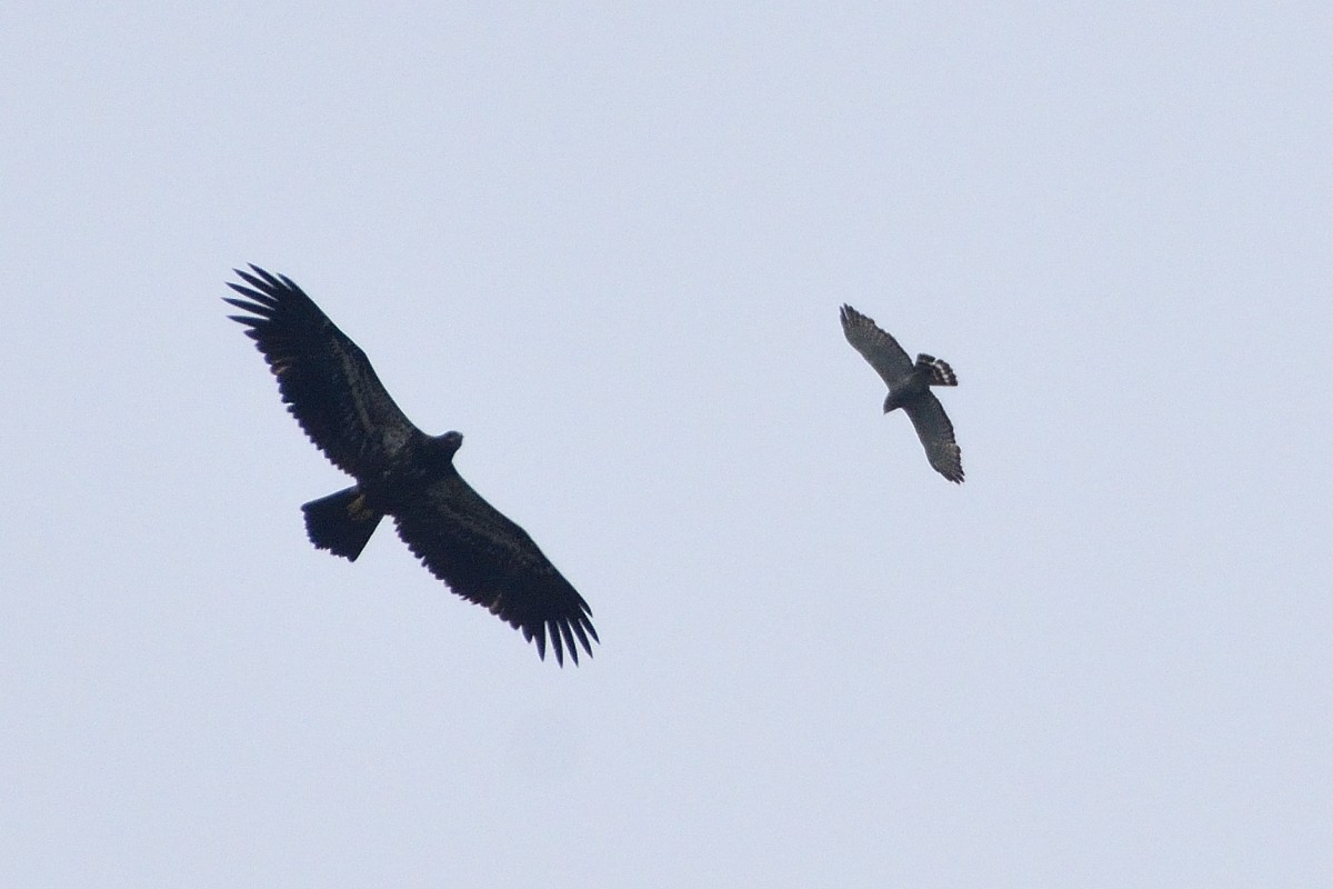 Broad-winged Hawk - ML619484255