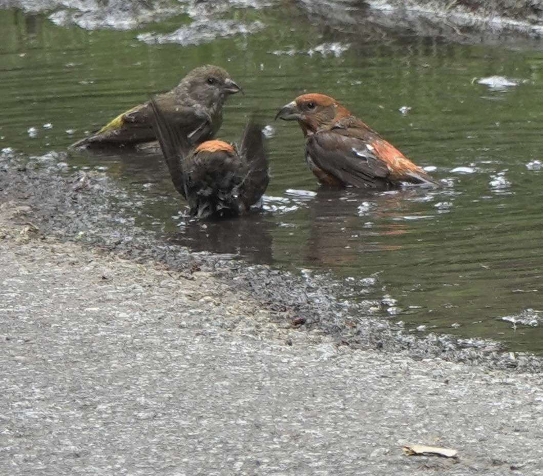 Red Crossbill - Martin Kennewell