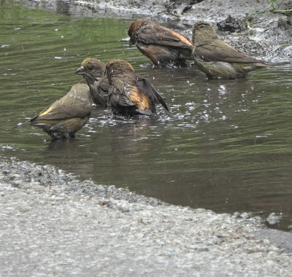 Red Crossbill - ML619484263