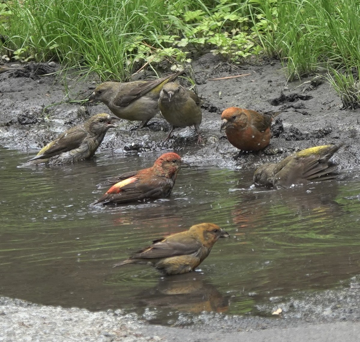 Red Crossbill - Martin Kennewell