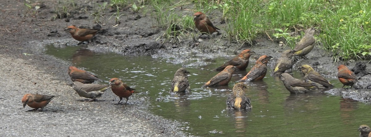 Red Crossbill - ML619484274