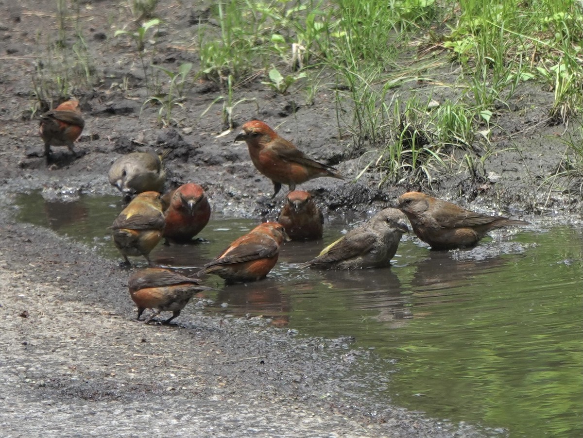 Red Crossbill - ML619484275