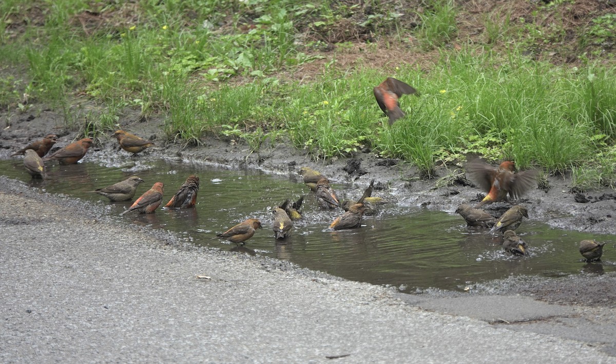 Red Crossbill - ML619484281