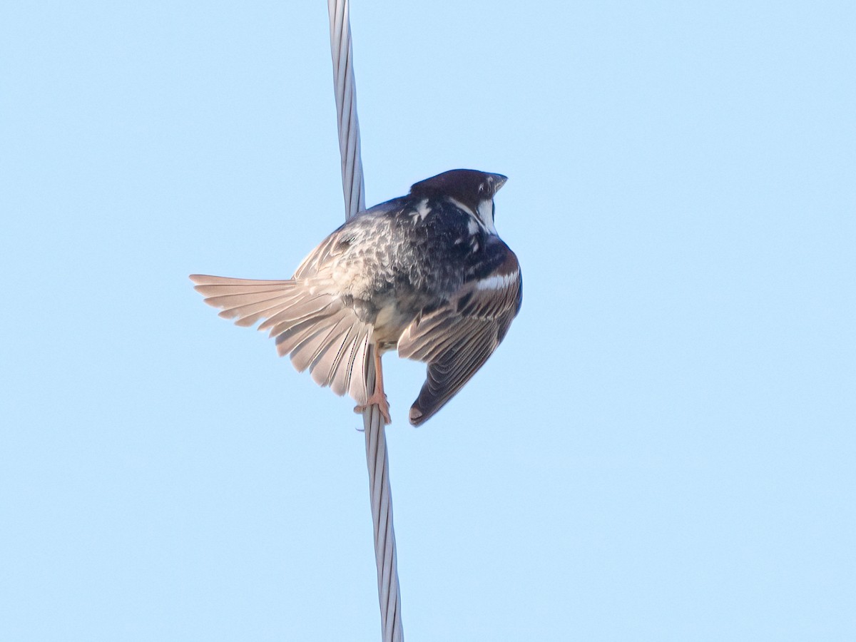 Spanish Sparrow - Andrew Pryce