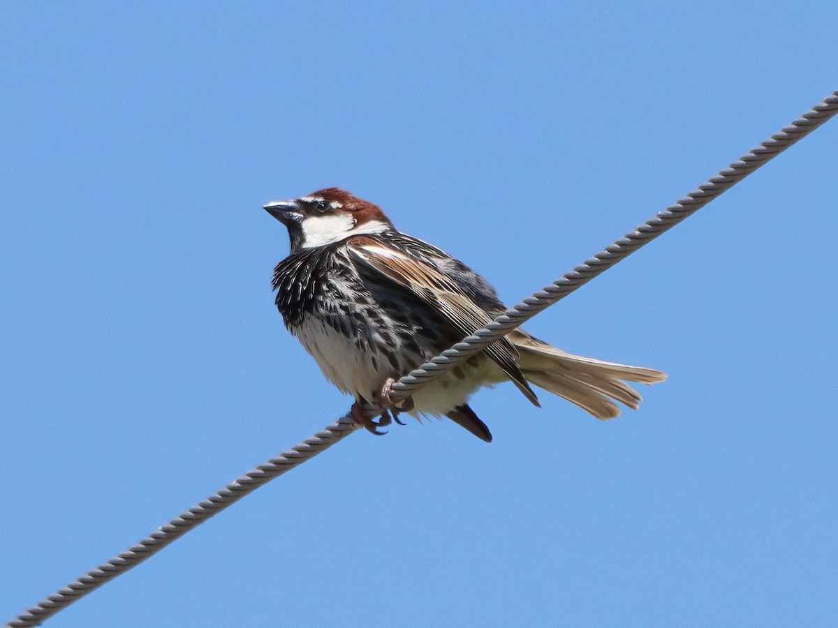 Spanish Sparrow - Andrew Pryce