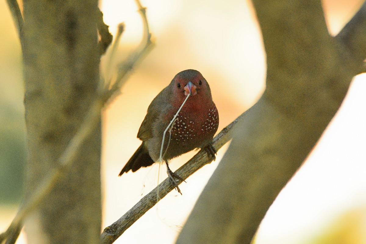 Brown Firefinch - Cole Penning